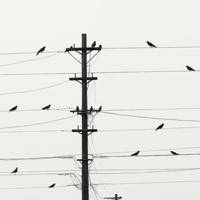 Poszter 60x60cm Szimfónia a dróton