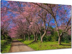 Vászonkép 90x60 Virágzó cseresznye