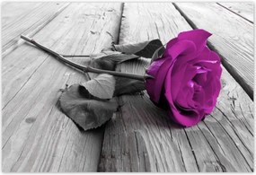 Poszterek 185x125 Lila rózsa