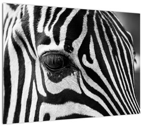 Zebra képe (70x50 cm)