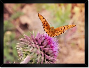 Poszterek keretben 40x30 Pillangó