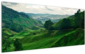 Kép - Teaültetvények Malajziában (120x50 cm)