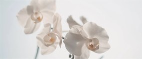 Fehér orchidea képe (120x50 cm)