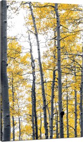 Vászonkép Nyírfák Sárga levelek Természet Tavasz 70x120 cm