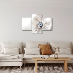 Kép - Kék szemű macska (90x60 cm)