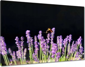Vászonkép 100x70 Gyönyörű pillangó a levendulán