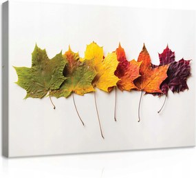 Vászonkép 70x50 Őszi levelek juharlevél színek ősz sor fehér háttér nyugalom