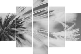 Kép - Pitypang (150x105 cm)
