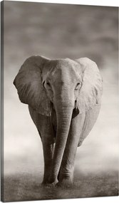 Vászonkép Fekete-fehér Elefánt Pózoló Afrika 70x120 cm