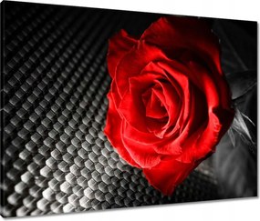 Vászonkép 80x60 Piros a szürkeség között