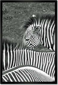Poszterek keretben 40x60 Zebra csíkok