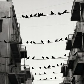 Poszter 30x30cm Városi motívum madarakkal