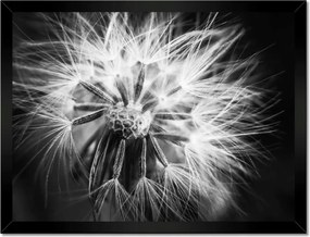 Poszterek keretben 40x30 Pitypang Virág Virágok