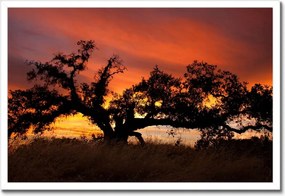 Poszterek keretben 60x40 Akác Afrikában