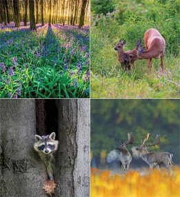 Naptár, fali, CSG Erdeink világa (NCFN084)