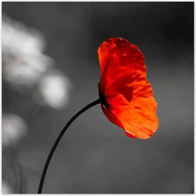 Poszterek 30x30 Virágzó piros pipacs