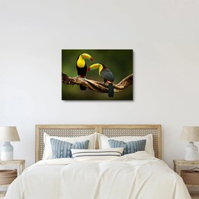 Ülő tukánok képe, Costa Rica (üvegen) (70x50 cm)