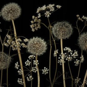 Poszter 40x40cm Réti virágok, Assaf Frank