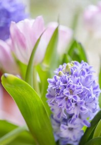 Poszter 68x98cm Jácint és tulipánok közelkép, Assaf Frank