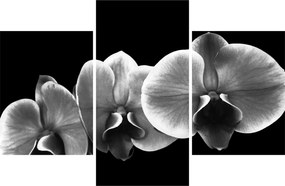 Egy orchidea virág képe (90x60 cm)