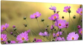 Vászonkép 115x55 Finom virágok a réten