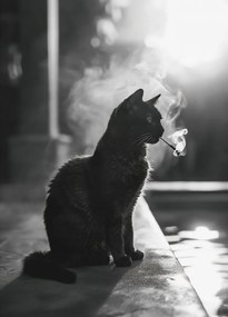 Poszter 39,5x55cm Macskaszünet