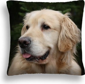 Kutyapárna 11 Labrador Párnahuzat Betét 50X50