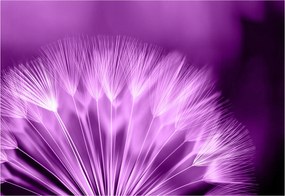 Flizelin fotótapéta Lila álom pitypang finomság 416x254 +ragasztó