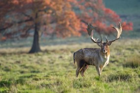 Poszter 91,5x61cm Szarvas a mezőn, Assaf Frank