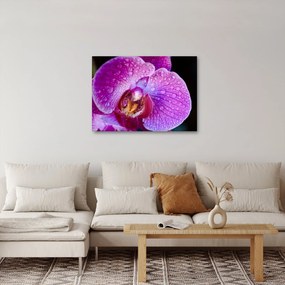 Részletes kép az orchidea virágról (70x50 cm)
