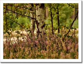 Poszterek keretben 40x30 Nyírfa a hangák között Erdő