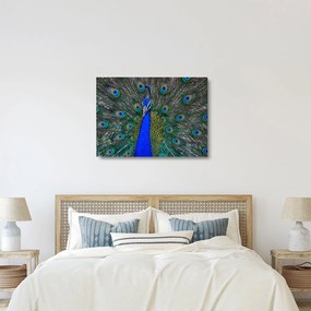 Kép - Páva (üvegen) (70x50 cm)