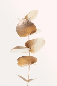 Illusztráció Eucalyptus Gold No 06, Studio Collection