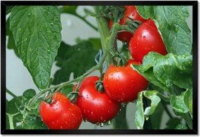 Poszterek keretben 60x40 Konyhai képek Forradalmak