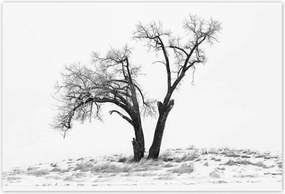 Poszterek 155x105 Magányos fa