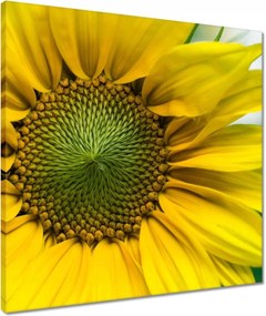 Vászonkép 50x50 Napraforgó Virág