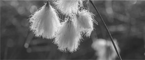 Kép - Cottongrass (120x50 cm)
