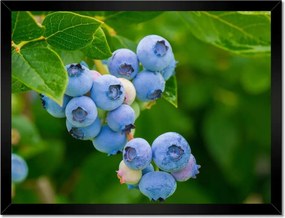 Poszterek keretben 40x30 Étvágygerjesztő áfonya