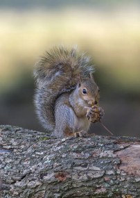 Poszter 42x59,4cm Diót evő mókus, Assaf Frank
