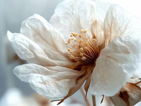 Canvas Vászonkép Fehér Virág Makró Minimalizmus Botanika 80x60