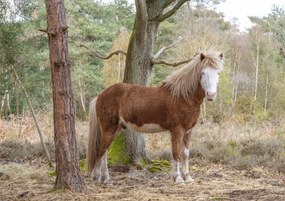 Poszter 84,1x59,4cm Ló az erdőben, Assaf Frank