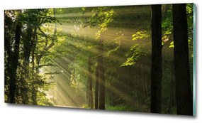 Üvegfotó Forest a nap osh-71351198