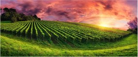 Szőlőskert és a színes égbolt képe (120x50 cm)