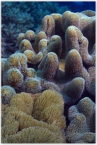 Poszterek 80x120 Sárga korallzátony