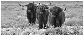 Kép - Skót tehenek (120x50 cm)
