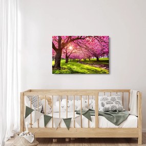 A virágzó cseresznye képe, Hurd Park, Dover, New Jersey (90x60 cm)