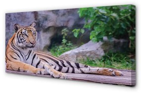 Canvas képek Tiger egy állatkertben 125x50 cm