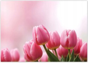 Fotótapéták 208x146 Rózsaszín tulipánok