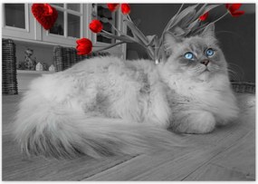 Poszterek 100x70 Ragdoll macska
