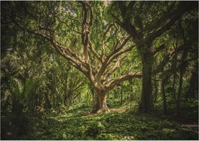 Fotótapéta Erdei óriás Nap az ágakon át 368x280 vinil +ragasztó